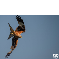 گونه کورکور حنایی Red Kite